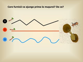 Care furnică va ajunge prima la muşuroi? De ce?




1



2



3
 