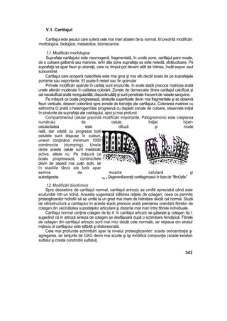 V.1. Cartilajul
Cartilajul este ţesutul care suferă cele mai mari abateri de la normat. El prezintă modificări:
morfologice, biologice, metabolice, biomecanice.
1.1. Modificări morfologice
Suprafaţa cartilajului este neomogenă, fragmentată, în unele zone, cartilajul pare moale,
de o culoare galbenă sau maronie, iarîn alte zone suprafaţa sa este netedă, strălucitoare. Pe
suprafaţa sa apar fisuri şi ulceraţii, care cu timpul pot deveni atât de întinse, încât expun osul
subcondral.
Cartilajul care acoperă osteofitele este mai gros şi mai alb decât acela de pe suprafeţele
portante sau neportante. Ef poate fi neted sau fin granular
Primele modificări apărute în cartilaj sunt eroziunile, în acele stadii precoce matricea arată
unele alterări moderate în calitatea colorării. Zonele de demarcatie dintre cartilajul calcificat şi
cel necalcificat arată neregularitâti, discontinuităţi şi sunt penetrate frecvent de vasele sangvine.
Pe măsură ce boala progresează, straturile superficiale devin mai fragmentate şi se observă
fisuri verticale, deseori coborând spre zonele de tranziţie ale cartilajului. Colorarea matricei cu
safrontna O arată o heterogenîîate progresivă cu depletii zonale de culoare, observate iniţial
în straturile de suprafaţa ale cartilajului, apoi şi mai profund.
Compartimentul celular prezintă modificări importante, Patognomonic este creşterea
numărului de celule. Iniţial hiper-
cetularitatea este difuză şi mode
rată, dar odată cu progresia bolii
celulele sunt dispuse în cuiburi,
uneori conţinând minimum 1000
condrocite (dumping). Unele
dintre aceste celule sunt metabolic
active, altele nu. Pe măsură ce
boala progresează, condrocîtele
devin de aspect mai puţin activ, iar
în stadiile târzii ale bolii apar
semne de moarte celulară şi
autodigestie. Fig 3 Qegener&scenţă cartiteginoasă în faza de "fibrUafie"
1.2. Modificări biochimice
Spre deosebire de cartilajul normal, cartilajul artrozic se umflă apreciabil când este
scufundat într-un lichid. Aceasta sugerează slăbirea reţelei de colagen, ceea ce permite
proteoglicanilor hîdrofiiî să se umfle la un grad mai mare de hidratare decât cel normal. Studii
de ultrastructură a cartilajului tn aceste stadii precoce arată pierderea orientării fibrelor de
colagen din vecinătatea suprafeţelor articulare şi distante mat mari între fibrele individuale.
Cartiîajui normat conţine colagen de tip II. în cartilajul artrozic se găseşte şi colagen tîp l,
sugerând că în artroză sinteza de colagen se desfăşoară după o schimbare fenotipică. Fibrele
de colagen din cartilajul artrozic sunt mai mici decât cele normale, iar reţeaua din stratul
mijlociu al cartilajului este slăbită şi distorsionată.
Cele mai profunde schimbări apar la nivelul proteoglicanilor: scade concentraţia şi
agregarea, iar lanţurile de GAG devin mai scurte şi îşi modifică compoziţia (scade keratan
sulfatul şi creste condroitin sulfatul).
343
 
