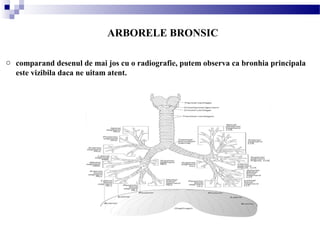ARBORELE BRONSIC
o comparand desenul de mai jos cu o radiografie, putem observa ca bronhia principala
este vizibila daca ne uitam atent.
 