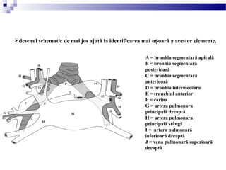desenul schematic de mai jos ajută la identificarea mai u oară a acestor elemente.ș
A = bronhia segmentară apicală
B = bronhia segmentară
posterioară
C = bronhia segmentară
anterioară
D = bronhia intermediara
E = trunchiul anterior
F = carina
G = artera pulmonara
principală dreaptă
H = artera pulmonara
principală stângă
I = artera pulmonară
inferioară dreaptă
J = vena pulmonară superioară
dreaptă
 