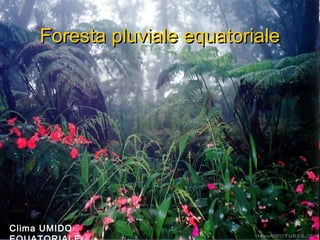 Foresta pluviale equatorialeForesta pluviale equatoriale
Clima UMIDO
 
