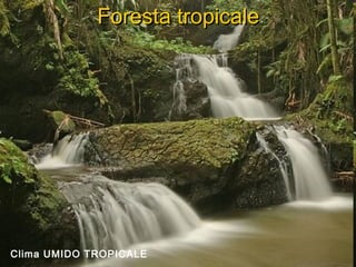 Foresta tropicaleForesta tropicale
Clima UMIDO TROPICALE
 