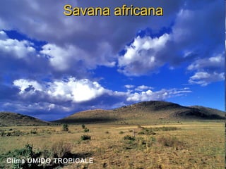 Savana africanaSavana africana
Clima UMIDO TROPICALE
 