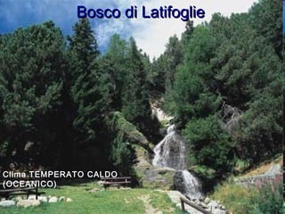 Bosco di LatifoglieBosco di Latifoglie
Clima TEMPERATO CALDO
(OCEANICO)
 