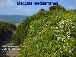 Macchia mediterraneaMacchia mediterranea
Clima TEMPERATO CALDO
(MEDITERRANEO)
 
