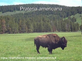 Prateria americanaPrateria americana
Clima TEMPERATO FREDDO CONTINENTALE
 
