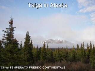 Taiga in AlaskaTaiga in Alaska
Clima TEMPERATO FREDDO CONTINENTALE
 