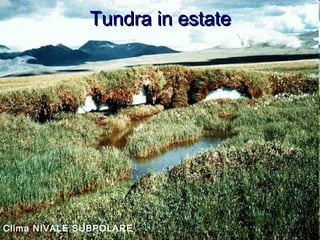 Tundra in estateTundra in estate
Clima NIVALE SUBPOLARE
 