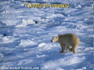 Tundra in invernoTundra in inverno
Clima NIVALE SUBPOLARE
 