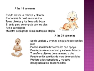 Primera a 4 semanasMirada en la cara de los padres.Postura flectada y algo rígida.Reflejo de Moro evidente A las 4 semanasLas piernas están más extendidasEl cuello más firmeSigue la mirada Empieza a sonreír 