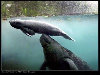 Elementos basicos de la rad