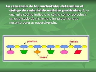 La secuencia de los nucleótidos determina el código de cada ácido nucleico particular.  A su vez, este código indica a la célula cómo reproducir un duplicado de sí misma o las proteínas que necesita para su supervivencia. 
