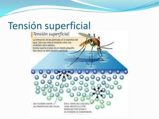 Tensión superficial
 