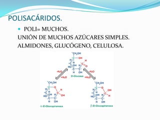 POLISACÁRIDOS.
   POLI= MUCHOS.
  UNIÓN DE MUCHOS AZÚCARES SIMPLES.
  ALMIDONES, GLUCÓGENO, CELULOSA.
 