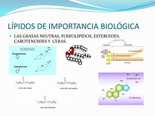LÍPIDOS DE IMPORTANCIA BIOLÓGICA
 LAS GRASAS NEUTRAS, FOSFOLÍPIDOS, ESTEROIDES,
 CAROTENOIDES Y CERAS.
 
