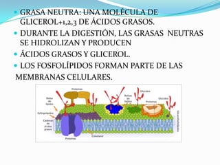  GRASA NEUTRA: UNA MOLÉCULA DE
  GLICEROL+1,2,3 DE ÁCIDOS GRASOS.
 DURANTE LA DIGESTIÓN, LAS GRASAS NEUTRAS
  SE HIDROLIZAN Y PRODUCEN
 ÁCIDOS GRASOS Y GLICEROL.
 LOS FOSFOLÍPIDOS FORMAN PARTE DE LAS
MEMBRANAS CELULARES.
 