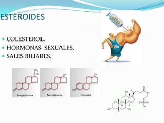 ESTEROIDES

 COLESTEROL.
 HORMONAS SEXUALES.
 SALES BILIARES.
 