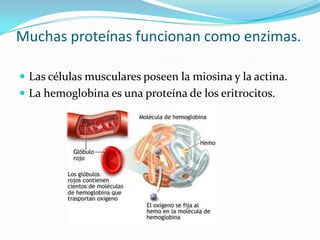 Muchas proteínas funcionan como enzimas.

 Las células musculares poseen la miosina y la actina.
 La hemoglobina es una proteína de los eritrocitos.
 