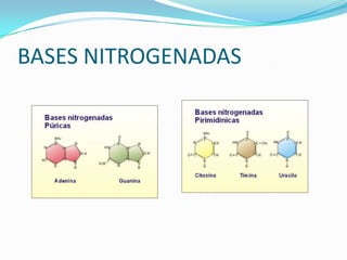 BASES NITROGENADAS
 