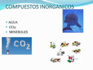 COMPUESTOS INORGANICOS

 AGUA
 CO2.
 MINERALES
 