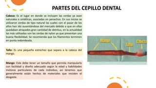 Mango: Este debe tener un tamaño que permita manipularlo
con facilidad y diseño adecuado según la edad y habilidades
motoras particulares de cada individuo, así tenemos que
generalmente están hechos de materiales que resisten el
desgaste.
Tallo: Es una pequeña estrechez que separa a la cabeza del
mango.
Cabeza: Es el lugar en donde se incluyen las cerdas ya sean
naturales o sintéticas, asociadas en penachos. En sus inicios se
utilizaron cerdas de tipo natural las cuales con el pasar de los
años han ido ausentándose del mercado debido a que en ellas
quedaban atrapados gran cantidad de detritus, en la actualidad
las más utilizadas son las cerdas de nylon ya que presentan una
buena flexibilidad. Se recomienda que los filamentos terminen
en punta redondeada.
PARTES DEL CEPILLO DENTAL
 