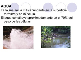 AGUA.
Es la sustancia más abundante en la superficie
terrestre y en la célula.
El agua constituye aproximadamente en el 70% del
peso de las células
 