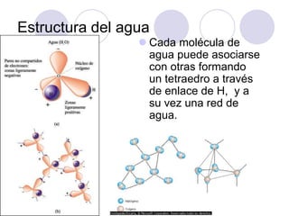 Estructura del agua
 Cada molécula de
agua puede asociarse
con otras formando
un tetraedro a través
de enlace de H, y a
su vez una red de
agua.
 