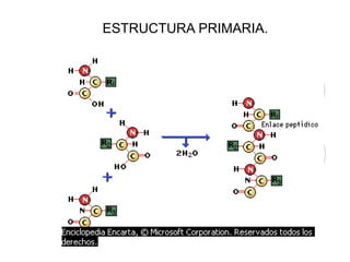 ESTRUCTURA PRIMARIA.
 