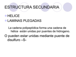 ESTRUCTURA SECUNDARIA
HELICE
LAMINAS PLEGADAS
La cadena polipeptídica forma una cadena de
hélice están unidas por puentes de hidrogeno.
O pueden estar unidas mediante puente de
disulfuro –S-
 