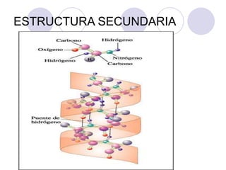 ESTRUCTURA SECUNDARIA
 
