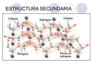 ESTRUCTURA SECUNDARIA
 