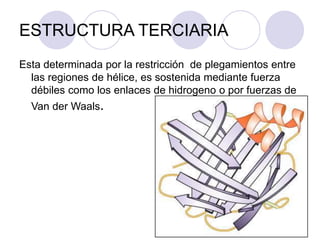 ESTRUCTURA TERCIARIA
Esta determinada por la restricción de plegamientos entre
las regiones de hélice, es sostenida mediante fuerza
débiles como los enlaces de hidrogeno o por fuerzas de
Van der Waals.
 