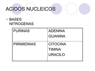 ACIDOS NUCLEICOS
 BASES
NITROGENAS
PURINAS ADENINA
GUANINA
PIRIMIDINAS CITOCINA
TIMINA
URACILO
 