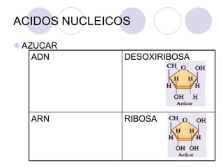 ACIDOS NUCLEICOS
 AZUCAR
ADN DESOXIRIBOSA
ARN RIBOSA
 