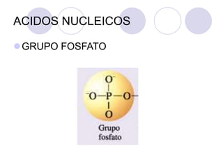 ACIDOS NUCLEICOS
GRUPO FOSFATO
 