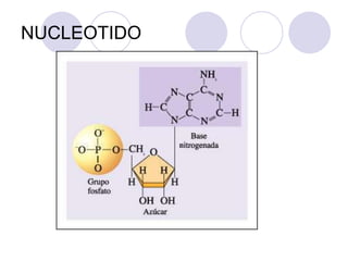 NUCLEOTIDO
 