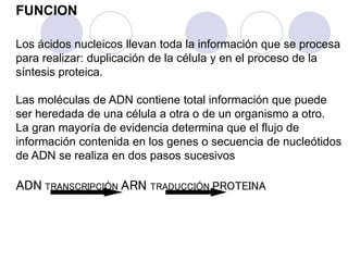 FUNCION
Los ácidos nucleicos llevan toda la información que se procesa
para realizar: duplicación de la célula y en el proceso de la
síntesis proteica.
Las moléculas de ADN contiene total información que puede
ser heredada de una célula a otra o de un organismo a otro.
La gran mayoría de evidencia determina que el flujo de
información contenida en los genes o secuencia de nucleótidos
de ADN se realiza en dos pasos sucesivos
ADN TRANSCRIPCIÓN ARN TRADUCCIÓN PROTEINA
 