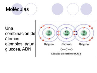 Moléculas
Una
combinación de
átomos
ejemplos: agua,
glucosa, ADN
 
