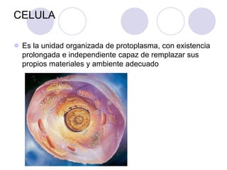 CELULA
 Es la unidad organizada de protoplasma, con existencia
prolongada e independiente capaz de remplazar sus
propios materiales y ambiente adecuado
 