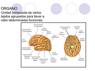 ORGANO
Unidad compuesta de varios
tejidos agrupados para llevar a
cabo determinadas funciones.
 