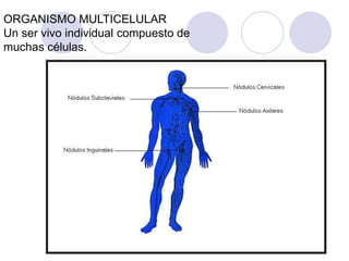 ORGANISMO MULTICELULAR
Un ser vivo individual compuesto de
muchas células.
 