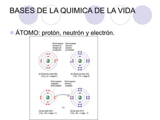 BASES DE LA QUIMICA DE LA VIDA
 ÁTOMO: protón, neutrón y electrón.
 