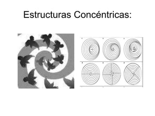 Estructuras Concéntricas:
 