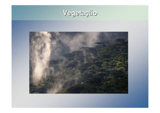 Vegetação 
