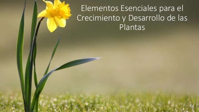 Elementos esenciales para el crecimiento y desarrollo de las plantas