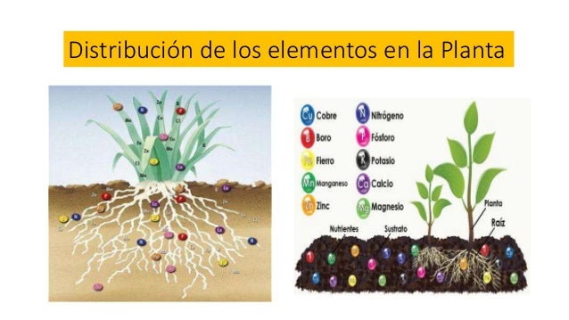 Elementos Esenciales Para El Crecimiento De Las Plantas