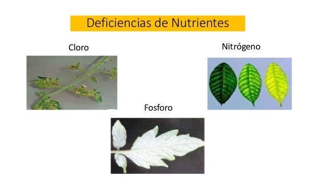 Elementos esenciales para el crecimiento y desarrollo de las plantas