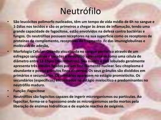 Neutrófilo
•   São leucócitos polimorfo nucleados, têm um tempo de vida médio de 6h no sangue e
    1-2dias nos tecidos e são os primeiros a chegar às áreas de inflamação, tendo uma
    grande capacidade de fagocitose, estão envolvidos na defesa contra bactérias e
    fungos. Os neutrófilos possuem receptores na sua superfície como os receptores de
    proteínas do complemento, receptores do fragmento Fc das imunoglobulinas e
    moléculas de adesão,
•   Morfologia Celular: Quando visualizada no sangue periférico através de um
    esfregaço sanguíneo e coradas o neutrófilo apresenta-se como uma célula de
    diâmetro entre 12-15µm (micrometros). Seu núcleo é poli lobulado geralmente
    apresenta três lóbulos ligados por um fino filamento nuclear. Seu citoplasma é
    abundante e possui grânulos finos dispersos. Os seus grânulos são divididos em
    primários e secundários. Os primários aparecem no estágio promielócito. Os
    secundários (específicos) encontrados no estágio mielocítico e predominantes no
    neutrófilo maduro.
•   Função: Fagocitose
•   Neutrófilos são fagócitos capazes de ingerir microrganismos ou partículas. Ao
    fagocitar, forma-se o fagossomo onde os microrganismos serão mortos pela
    liberação de enzimas hidrolíticas e de espécie reactiva de oxigénio.
 