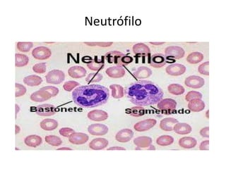 Neutrófilo
 