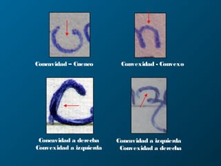Concavidad – Cuenco Convexidad - Convexo
Concavidad a derecha
Convexidad a izquierda
Concavidad a izquierda
Convexidad a derecha
 